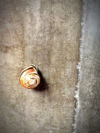 Close-up of snail on wall