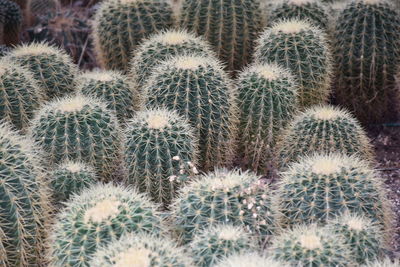 Full frame shot of succulent plants