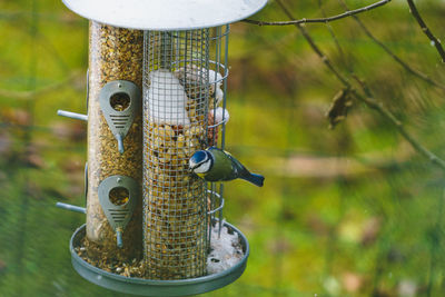 Close-up of bird feeder