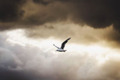 Low angle view of birds flying against cloudy sky