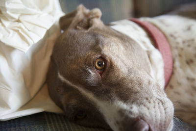 Bird dog resting on a couch with a pillow, awakening with a start