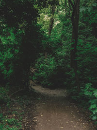 Trees growing in forest