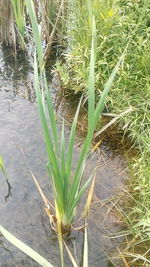 High angle view of plants growing on field by lake
