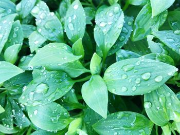 Full frame shot of wet leaves on plant
