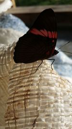 Close-up of butterfly on leaf