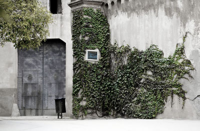 Ivy growing on building during winter