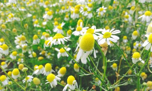 Close-up of daisy flowers blooming in field