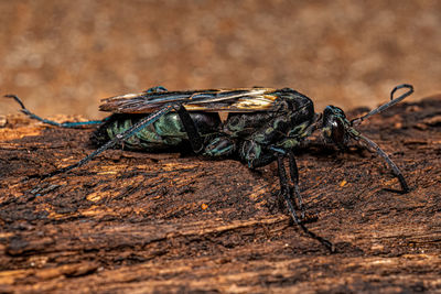 Close-up of spider on rock