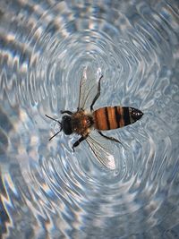 Close-up of insect in water