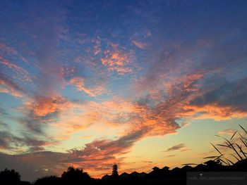 Silhouette of trees at sunset