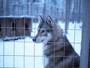 Dog looking away in snow