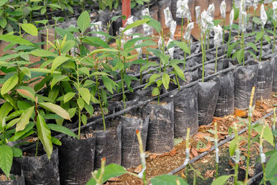 Close-up of plants