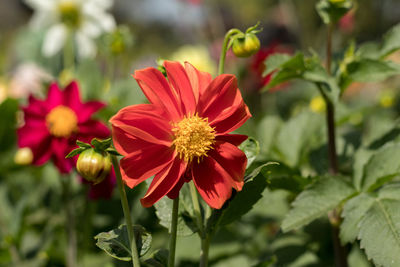 Close-up of red flowering plant