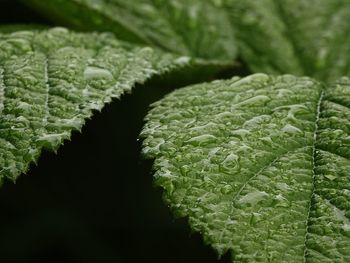 Full frame shot of leaf