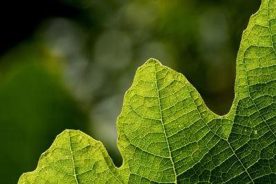 Close-up of wet leaves