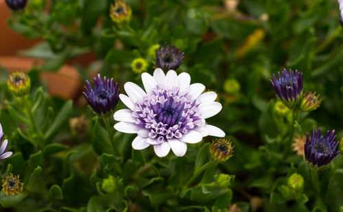 Close-up of purple flowers blooming outdoors