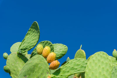 Close-up of fruits growing on tree against clear blue sky