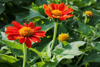 Close-up of red flower