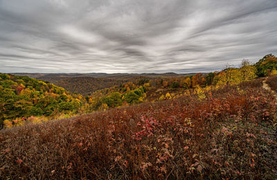 Plants growing on land against sky during autumn