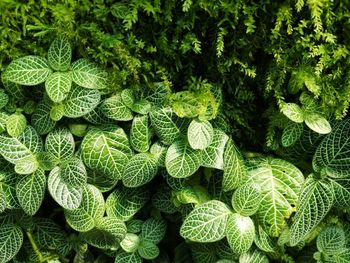 Full frame shot of green leaves