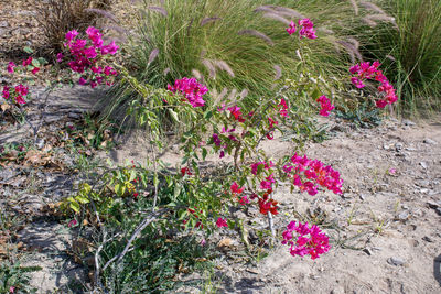 Pink flowers growing on grass