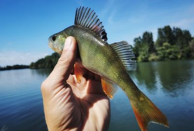 Fisherman holding perch fish near waterfront