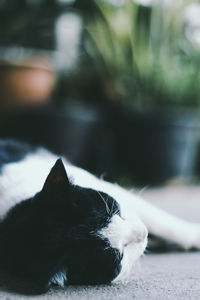 Close-up of dog sleeping