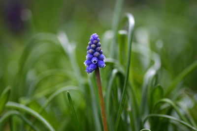 Close-up of purple flowering plant on field