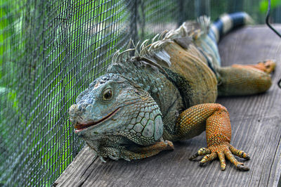 Close-up of lizard in cage