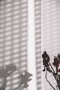 Close-up of flowering plant against wall