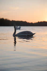 Duck swimming in a lake