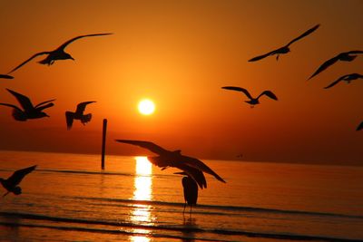 Silhouette of birds flying over sea during sunset