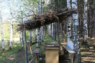 View of tree trunk