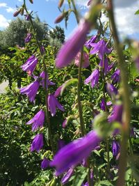 Close-up of purple flowers