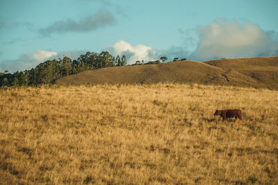 View of an animal on field