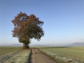 Empty road amidst field against clear sky