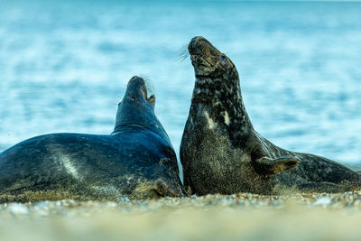 View of seals on beach