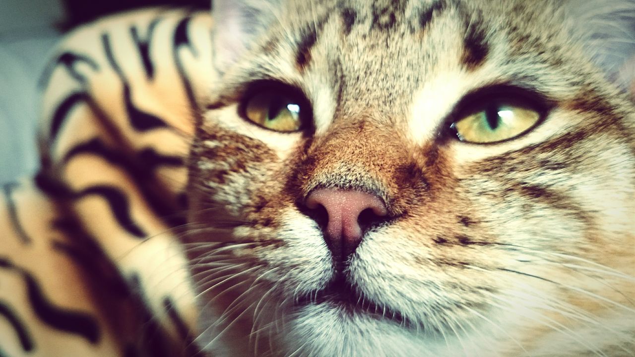 animal themes, one animal, mammal, pets, portrait, domestic animals, looking at camera, domestic cat, whisker, close-up, feline, animal head, indoors, cat, animal eye, focus on foreground, animal body part, no people, carnivora, alertness