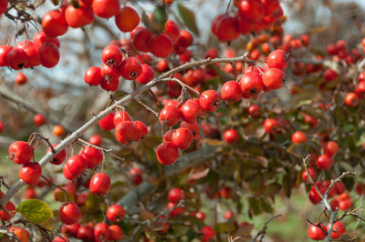 Close up of bright red berries. clusters of thornapple fruit background