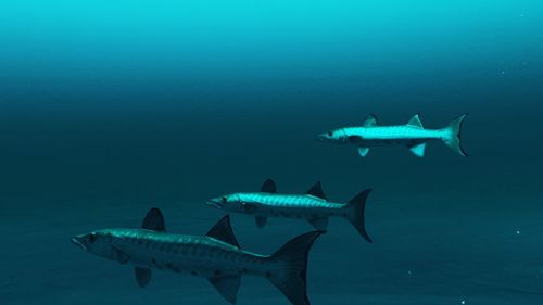 View of fish swimming in sea