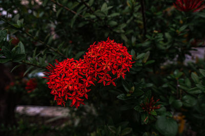 Close-up of red flowering plants