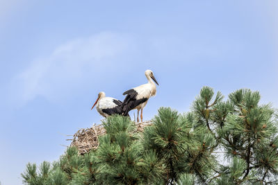 Low angle view of birds perching on tree