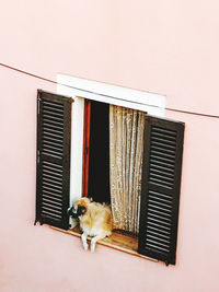 Cat on wall against window of building