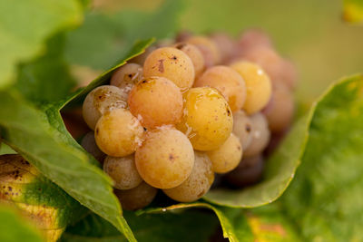 Close-up of fruits