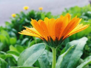 Close-up of wet yellow flower