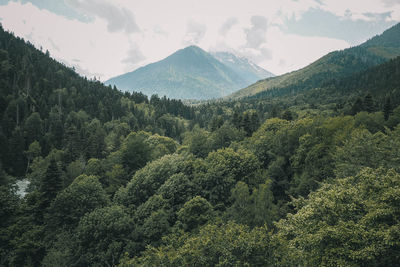 Trees with mountains in background