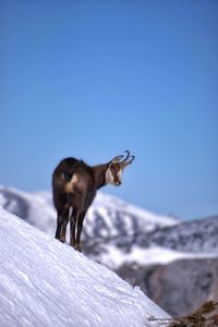 Squirrel on snow covered mountain against sky