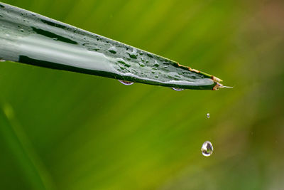 Close-up of raindrops on green leaves