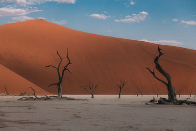 Bare tree on desert against sky