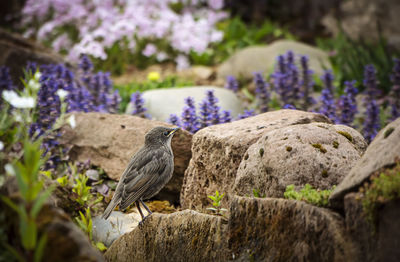 Bird perching on rock